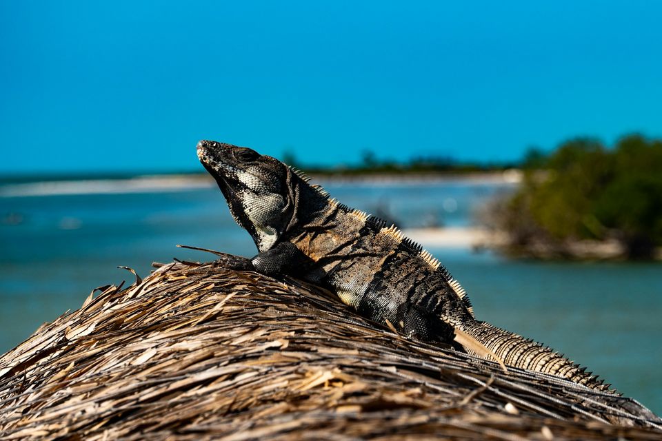 An iguana resting on a thatched palapa roof