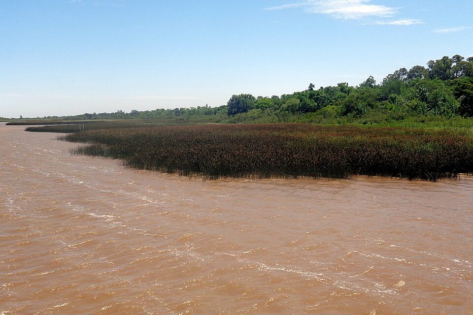 Brown, rippled water meets a wide band of reeds below a dense green forest under a clear sky