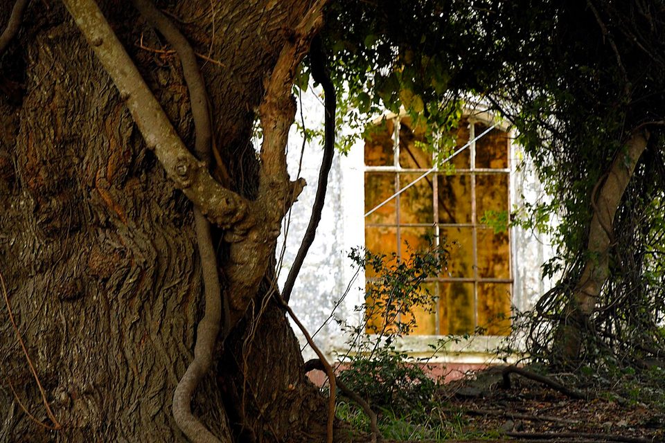 A massive gnarled trunk wound with lianas stands in shade before a tall arched window of an old, vine-covered building