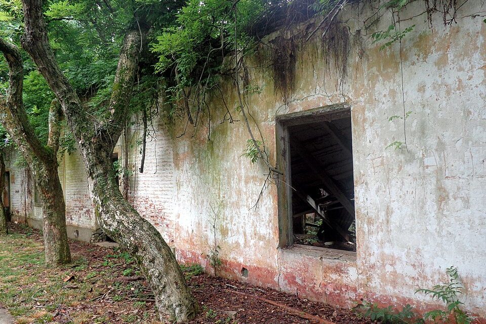 A long, peeling whitewashed wall with an empty window frame and a sagging roof, a twisting tree and leaf litter in front
