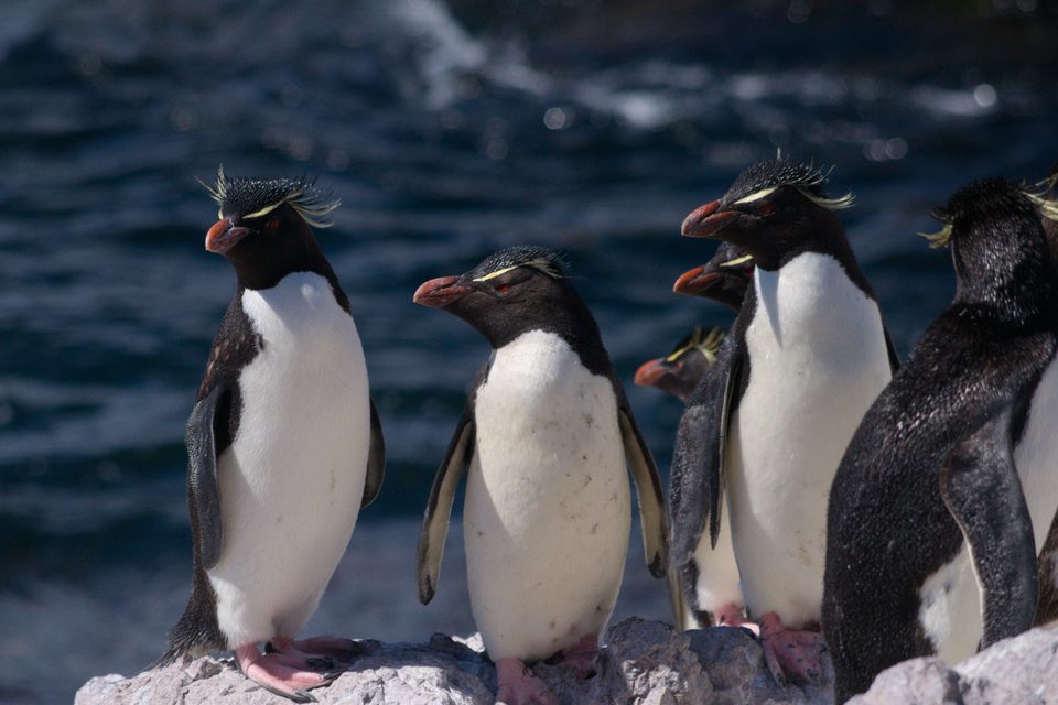 A group of black-and-white penguins with red bills, red eyes and spiky yellow head plumes stand on a pale rock above dark sea