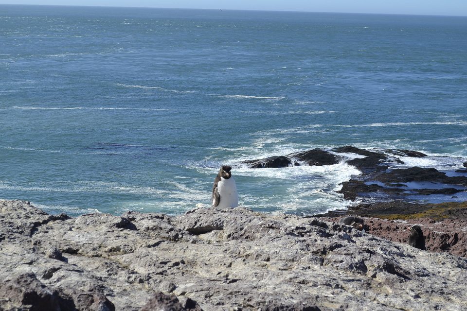 A single rockhopper penguin stands on a grey rock ledge above turquoise sea breaking over dark reefs