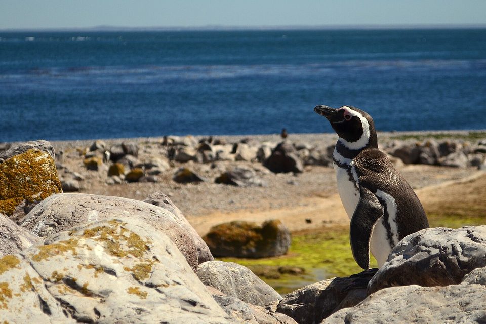 A black-and-white penguin with a white face stripe stands among yellow-lichened grey boulders, with blue sea behind