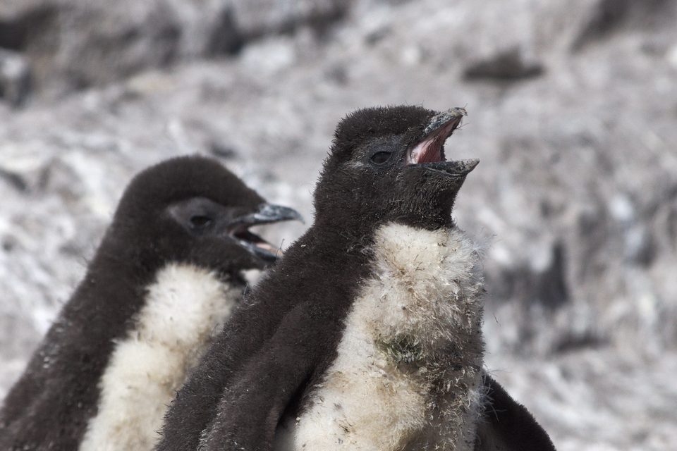 Two fluffy dark-brown penguin chicks with pale bellies, one with its bill open, against a grey rock