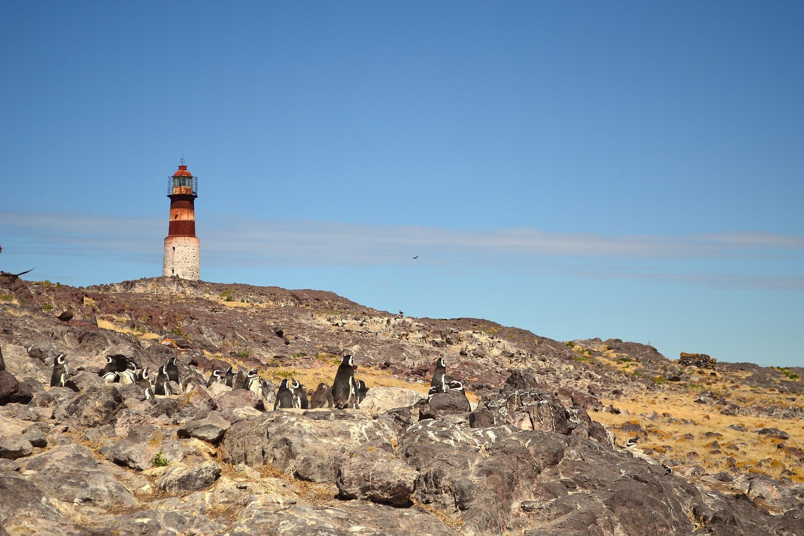 A red-and-white banded lighthouse on a stone base stands on the crest of a bare, rocky island under a clear blue sky, a line of penguins on the rocks in front