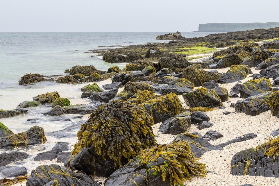 A beach of white grit and dark rocks draped in yellow-brown seaweed runs to a calm sea, with a flat-topped island on the horizon