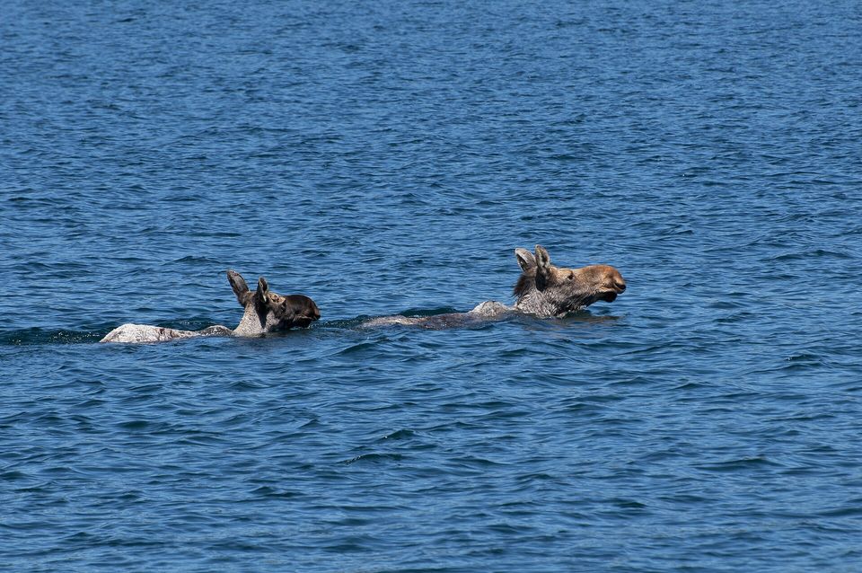 Two moose, a cow and her calf, swimming in open blue water