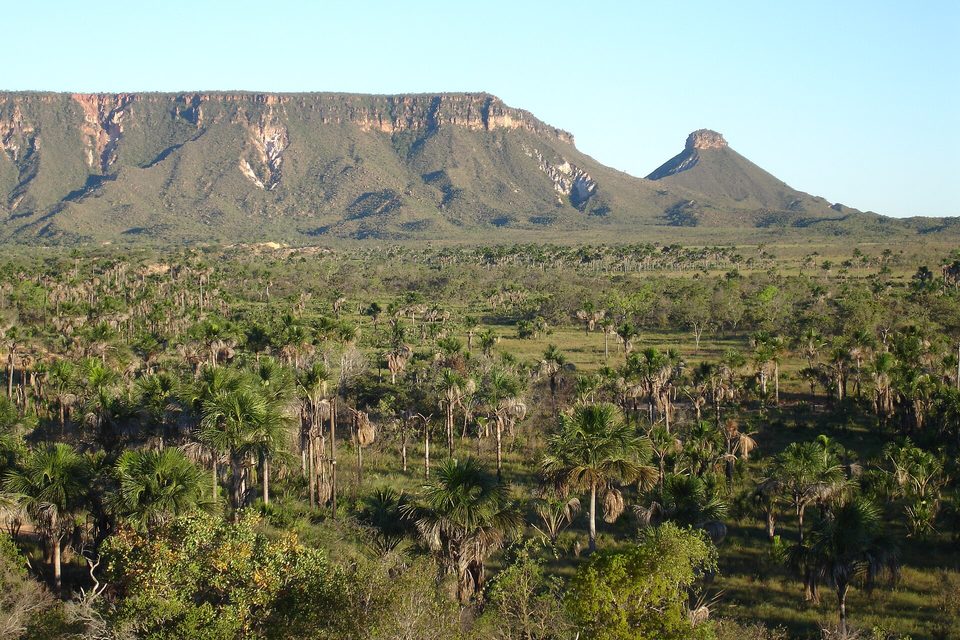 A long flat-topped ridge with a pinnacle at the right above a wide spread of buriti palms and green meadow, in clear evening light