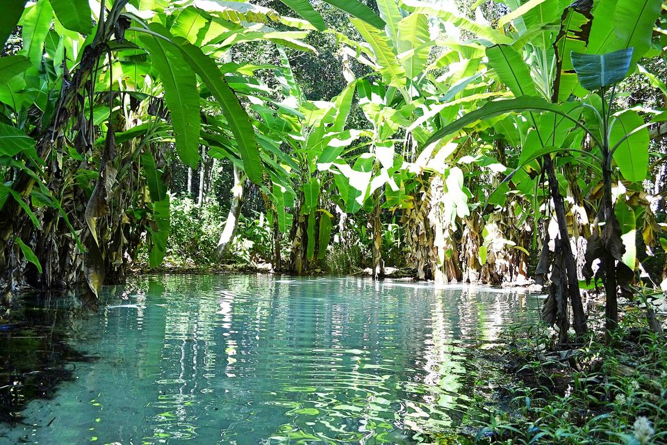 A clear blue-green pool ringed with broad banana leaves, sunlight rippling on the water