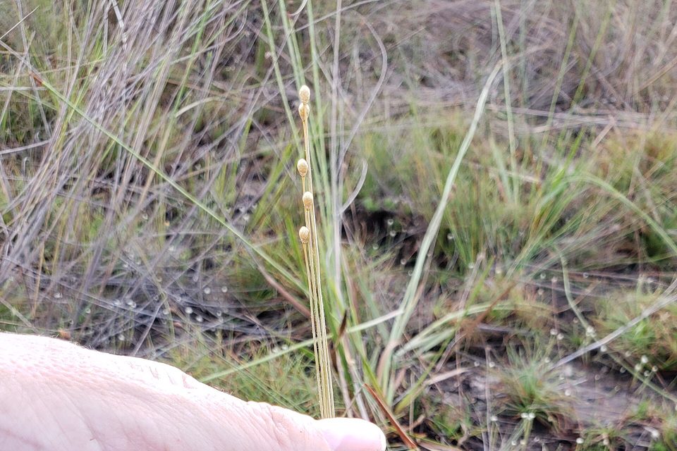 A single pale golden grass stem rising from a tuft of small rosettes in a wet meadow, with grasses behind it and the top of a hand at the lower left