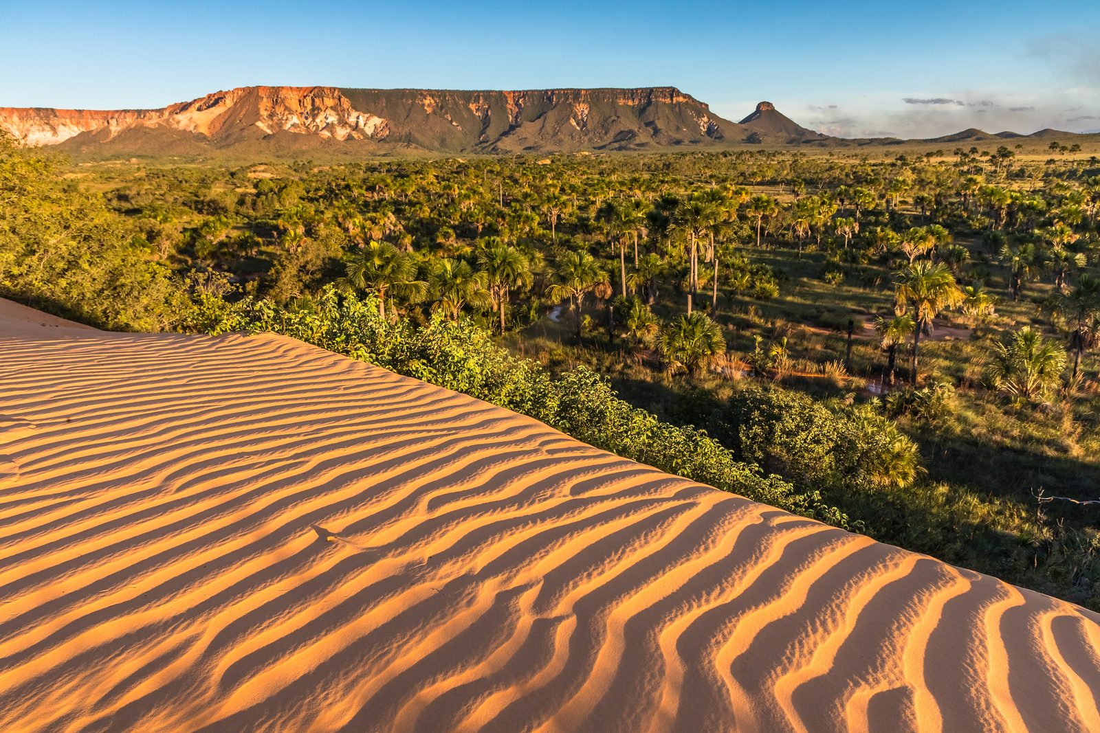 A rippled orange dune in the foreground, buriti palm groves in low gold light beyond it and a long flat-topped ridge with a small peak under a blue sky