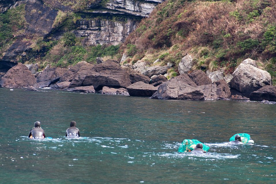 Four divers in black wetsuits swimming away from the camera across green water toward a rocky cliff, two pushing green net bags