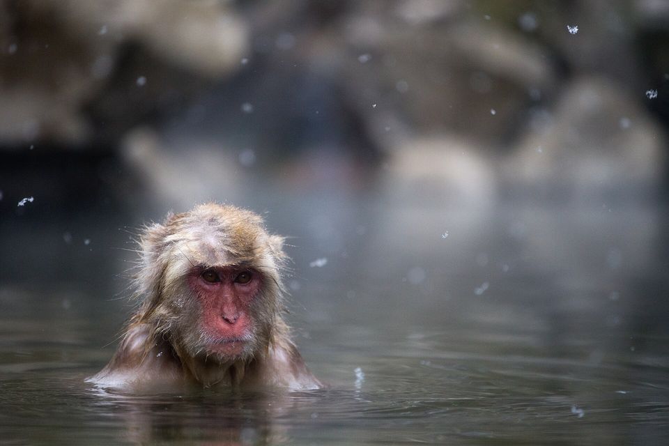 A Japanese macaque with a red face and wet brown fur sits up to its shoulders in a grey hot-spring pool, snowflakes drifting around it