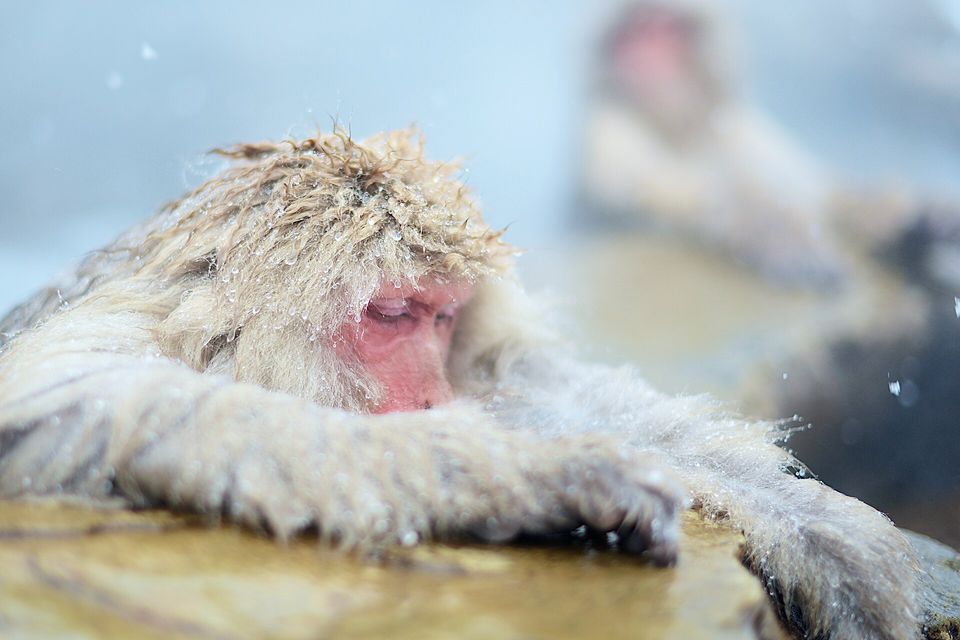 A macaque rests its chin on its folded arms at the stone rim of a pool, eyes half closed, its fur frosted with snowflakes