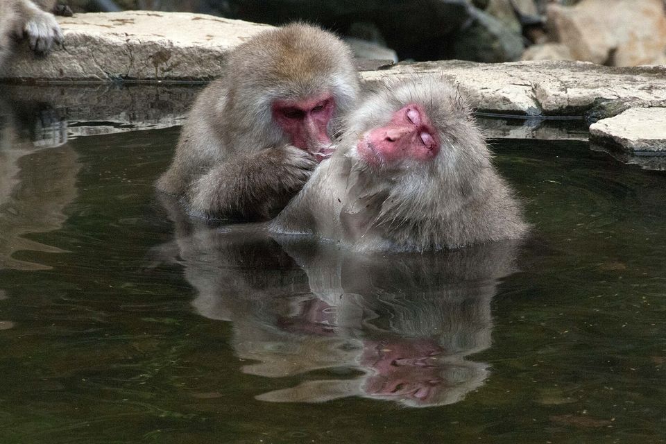 Two macaques in dark water, one carefully grooming the face of the other, who has its eyes closed, both mirrored in the pool