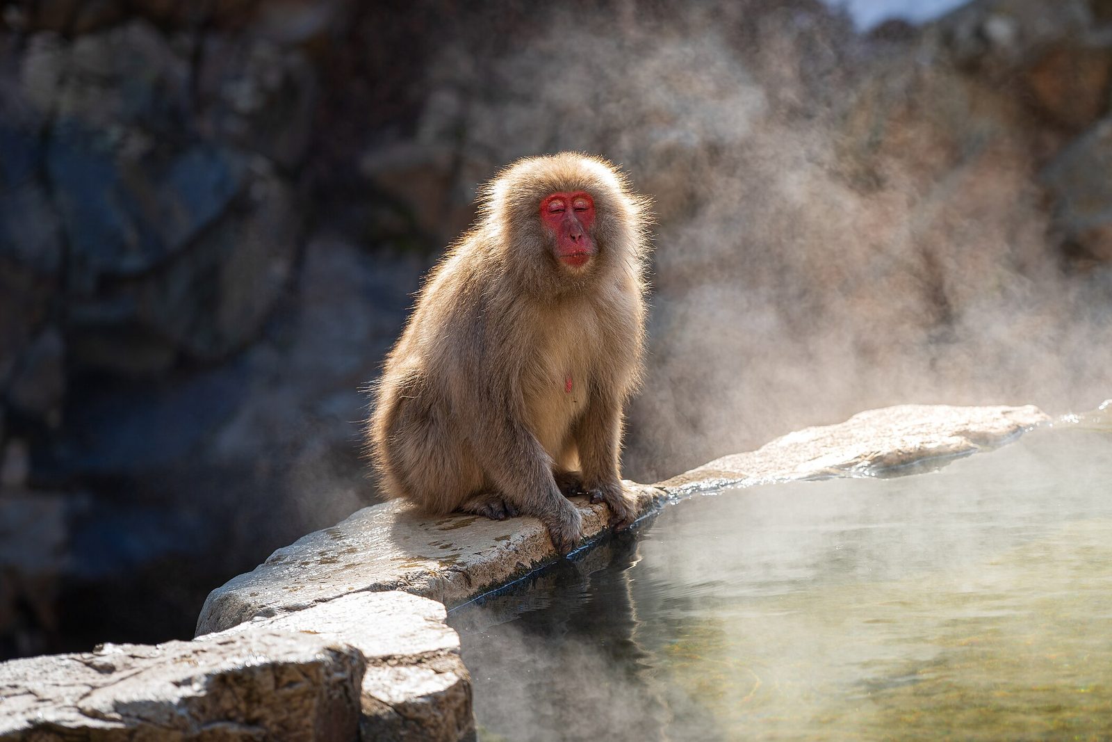 Two Japanese macaques rest on the stone rim of a steaming pool, one sitting upright with a red face, the other lying flat along the rock, steam drifting across dark rock and a patch of snow behind