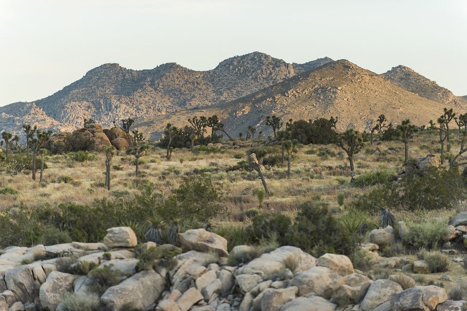 Pale granite boulders in front of a plain of Joshua trees and shrubs, with tan mountains behind