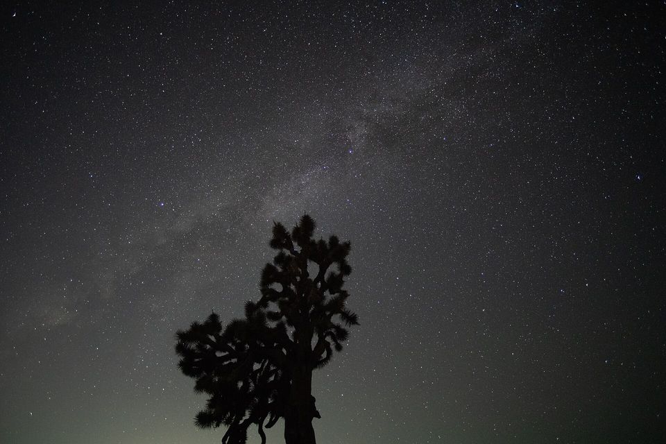 The silhouette of a Joshua tree against a starry night sky with the Milky Way