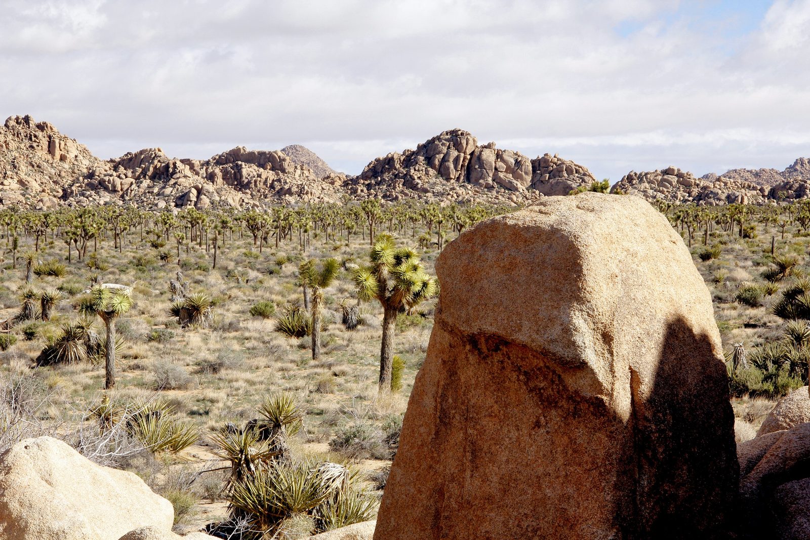 A large rounded granite boulder in front of a desert plain dotted with Joshua trees, with rocky hills behind