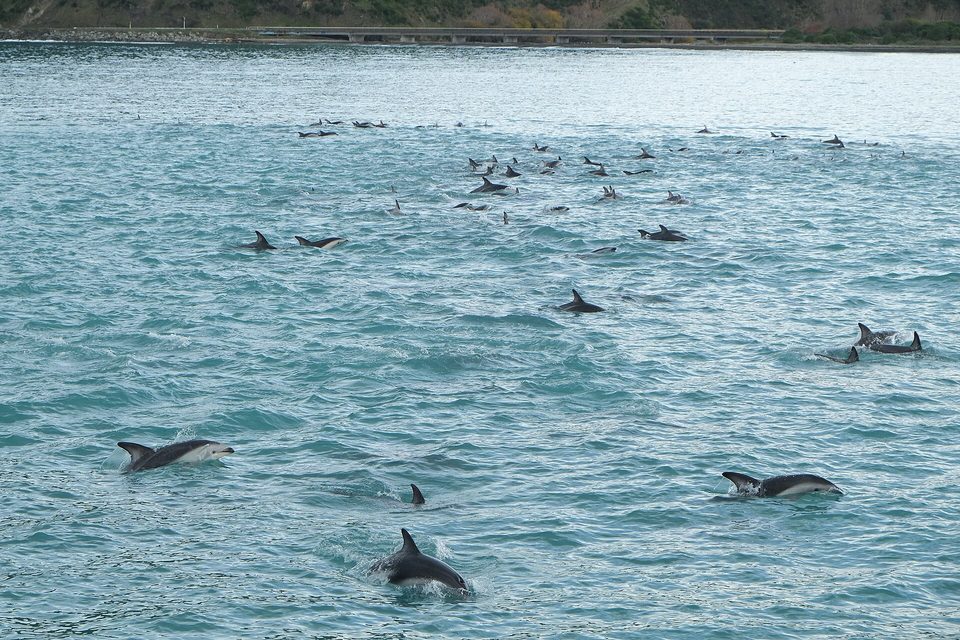 Dozens of dark-finned dolphins surfacing across choppy blue-green water close to a shoreline