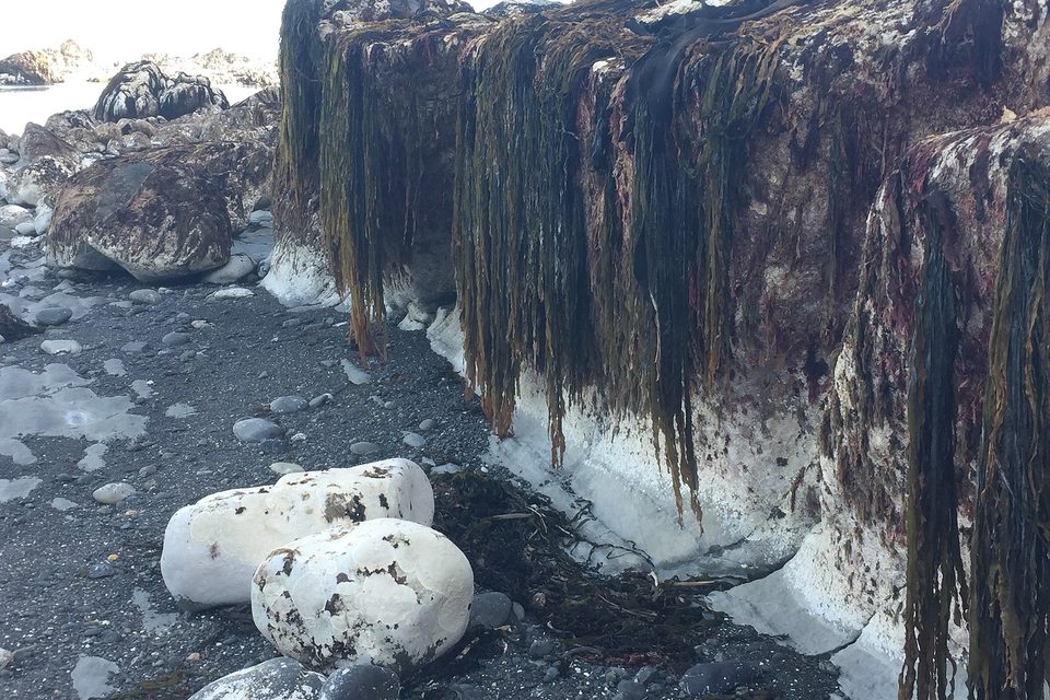 A raised rock shelf draped with long strands of dark kelp hanging down to dry pebbles, the rock's base bleached white