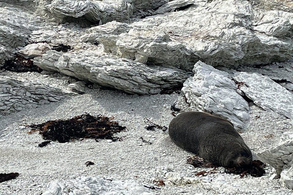 A dark fur seal asleep on pale gravel among tilted grey limestone slabs and seaweed