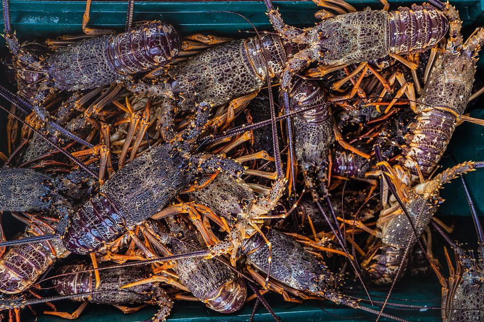 A crate packed with spiny rock lobsters, purple-brown shells and orange legs tangled together