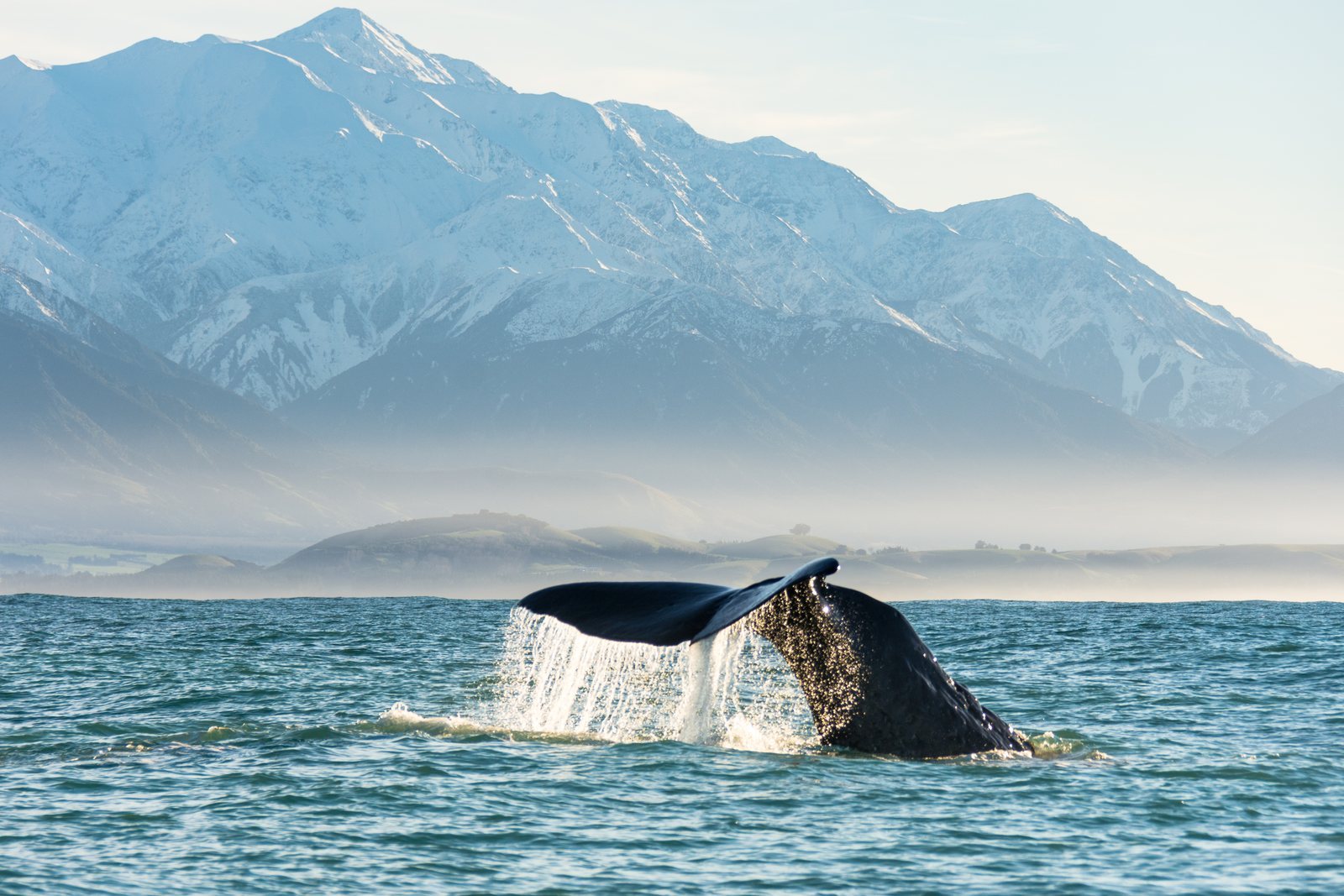 The tail fluke of a sperm whale raised above the sea, water streaming from it, snow-covered mountains close behind the shore