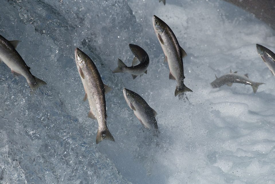 Six silver salmon in mid-air against white foaming water