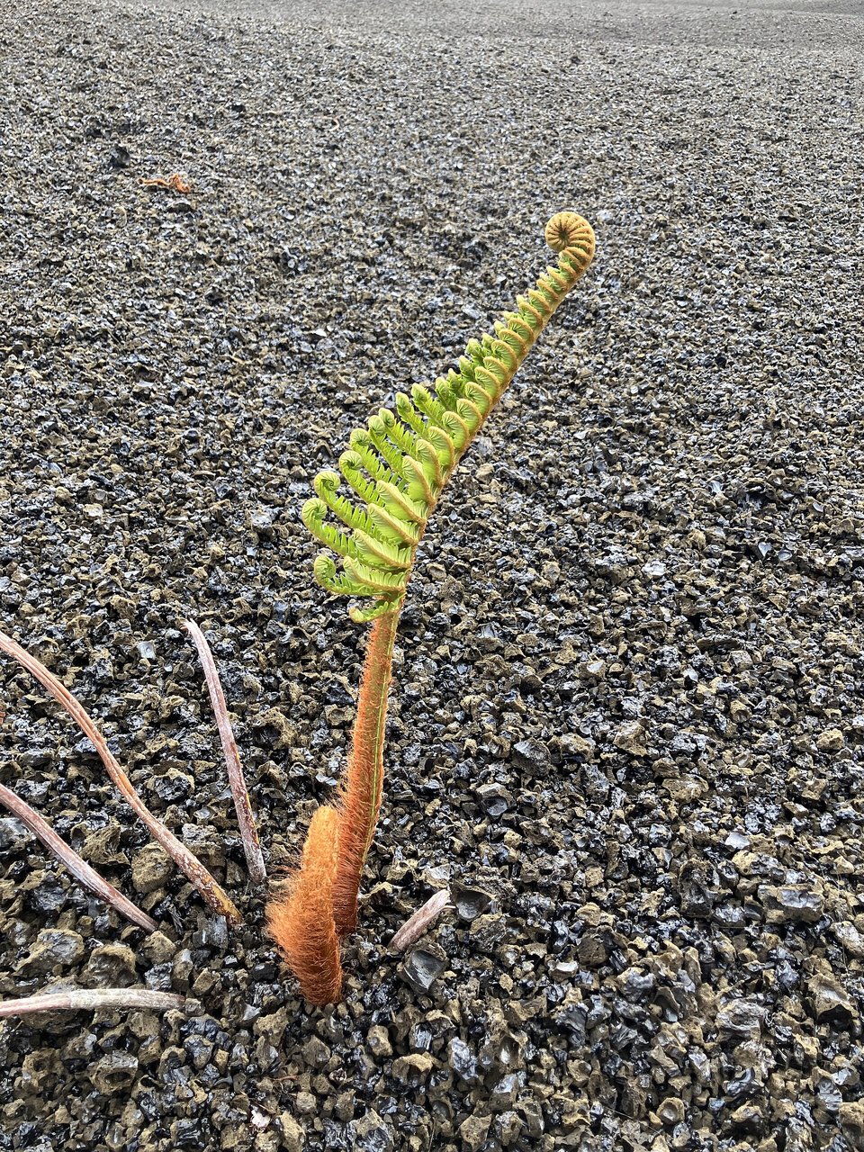 A green fern frond with a curled tip and a rust-coloured hairy stem rising from a bed of grey volcanic gravel