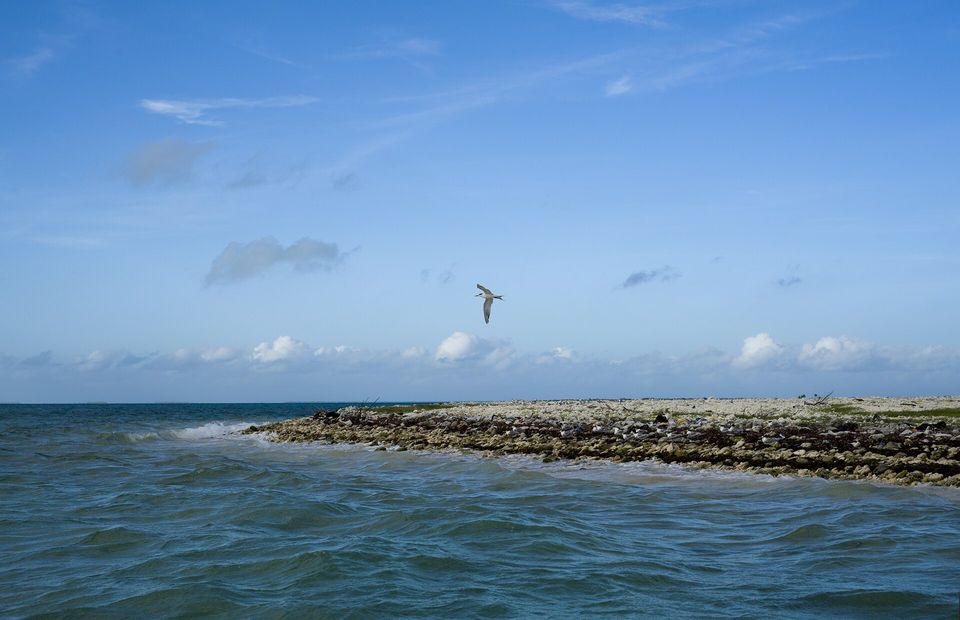 A seabird with pointed wings glides above a low rubble shore and choppy turquoise water under a high blue sky