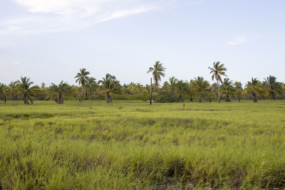 A wide field of bright green grass runs to a line of coconut palms under a pale sky