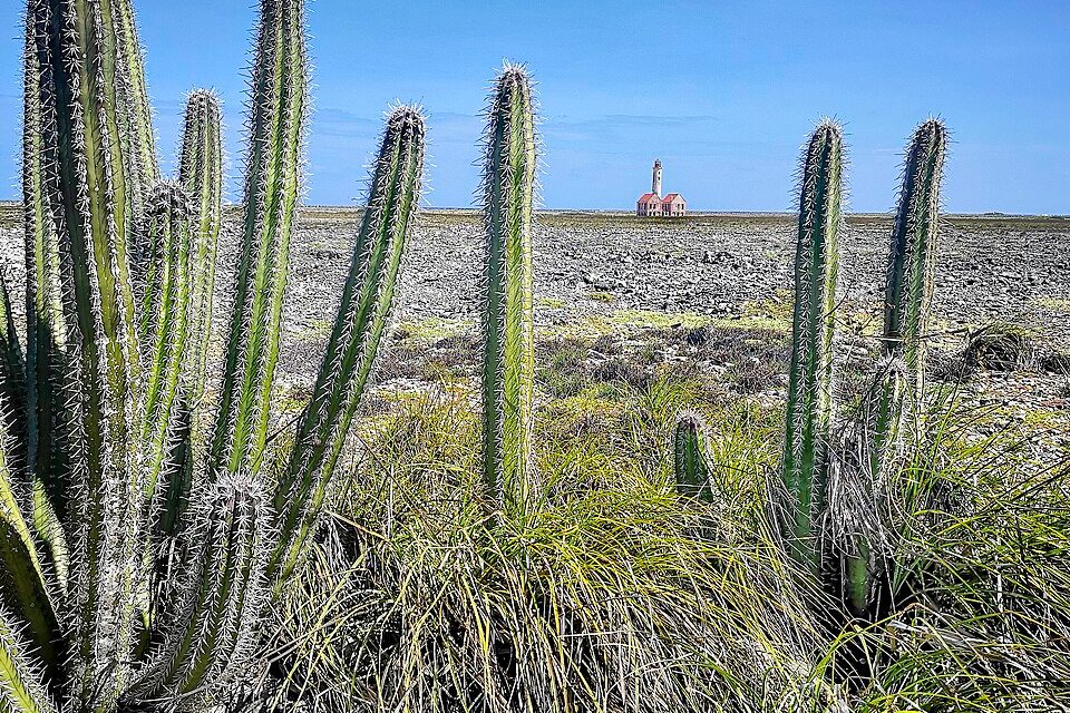 Tall spiny column cacti and grass frame a distant pink lighthouse across a flat, stony plain