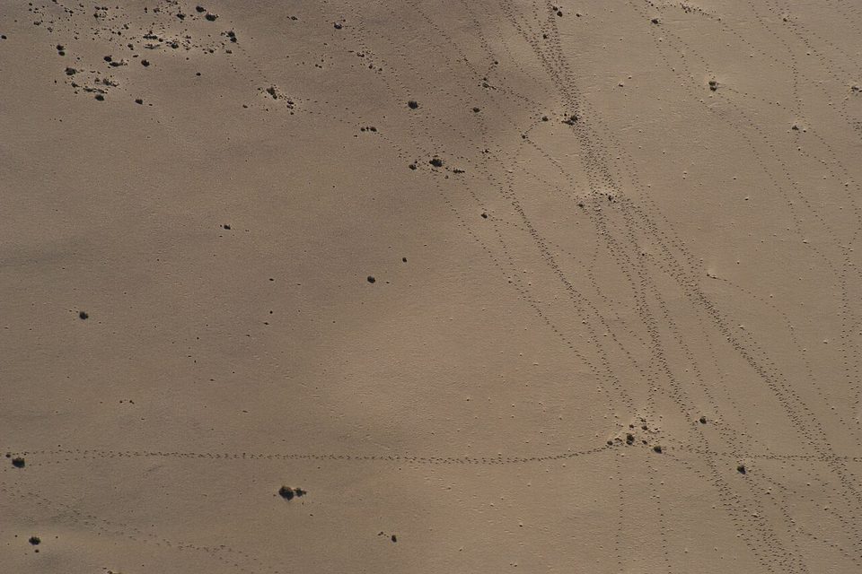 Fine lines of animal tracks criss-cross pale sand seen from above