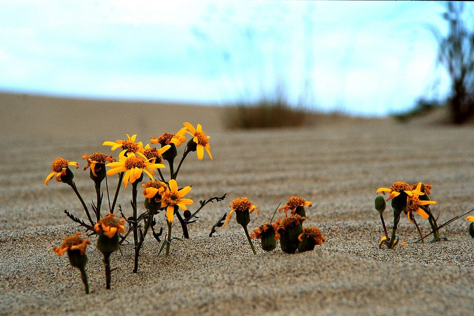 Small yellow flowers rise from rippled sand under a pale sky