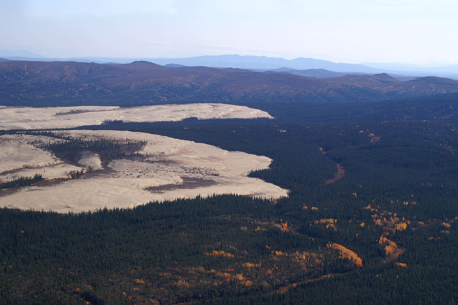 Two pale lobes of sand push into dark spruce forest with gold autumn birch, ridges beyond