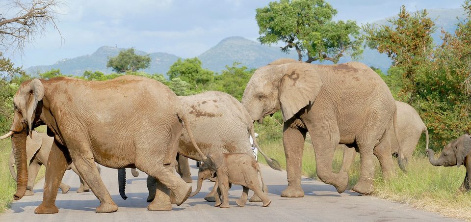 A herd of elephants of several sizes, including a small calf, crossing a grey tarred road with green bush and blue hills behind