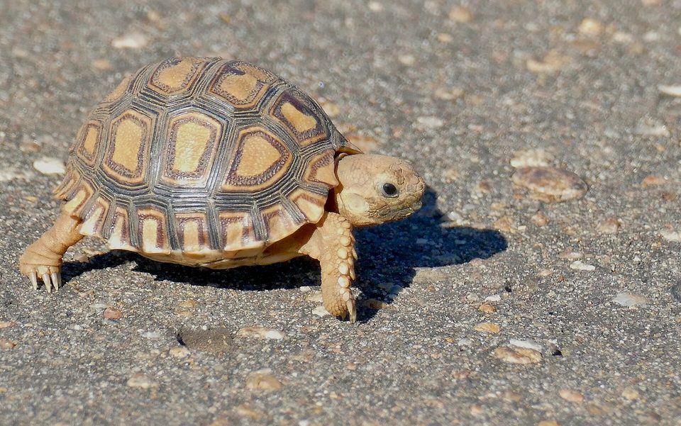 A young leopard tortoise with a patterned yellow and black shell walking across grey tarmac, casting a small shadow
