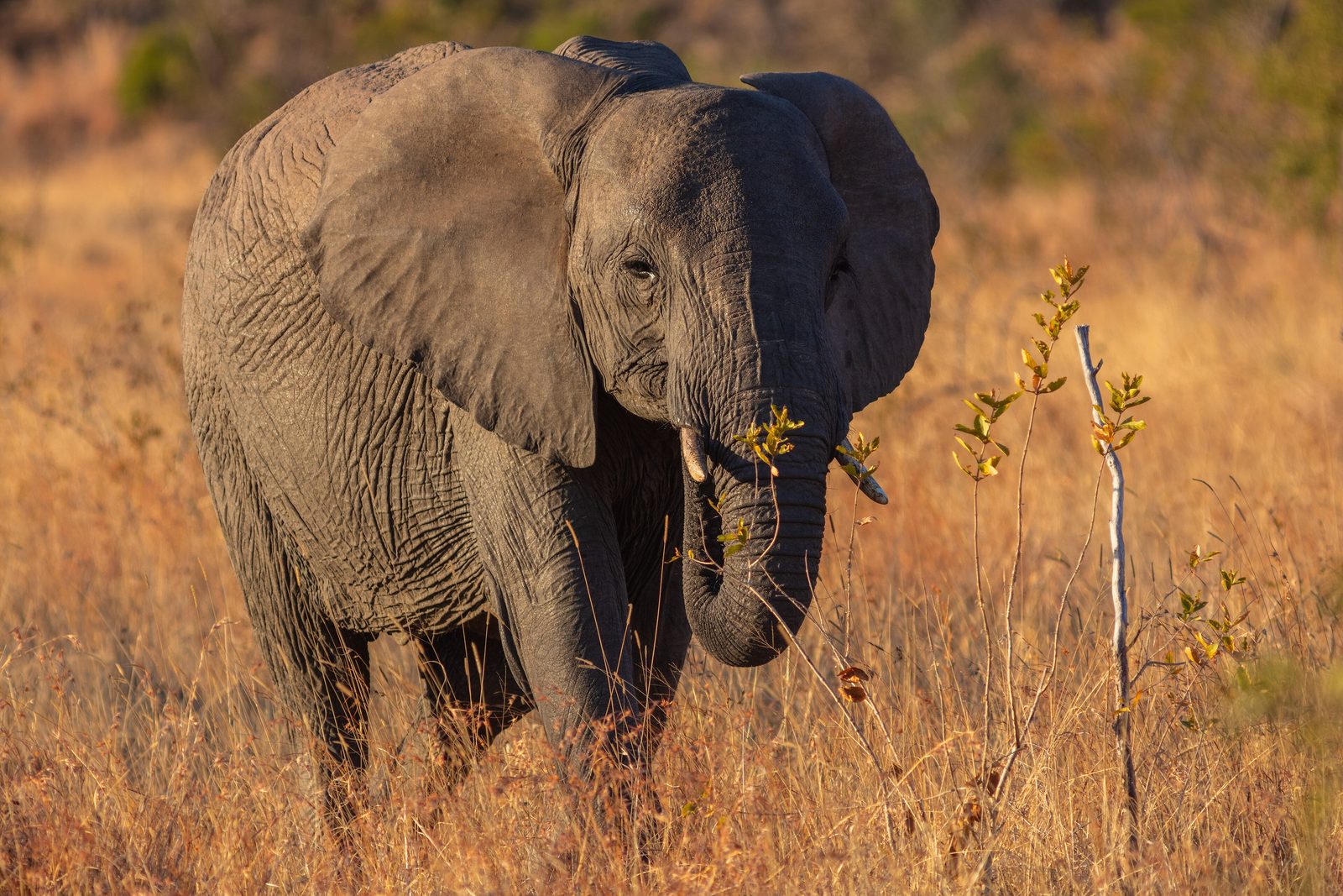 A young African elephant standing in tall golden grass, its trunk curled toward a small sapling, lit from the side by low sun
