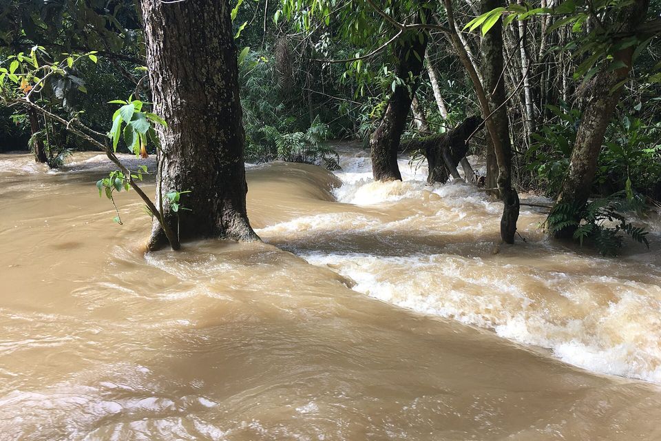 Fast brown floodwater flowing between tree trunks in a forest, foam on the surface and green leaves overhanging