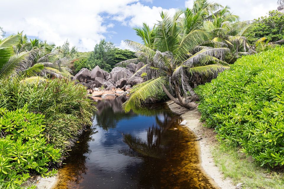 A tea-brown stream between bushes and leaning palms, granite boulders in the distance under a blue sky