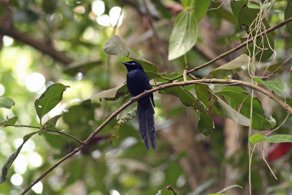 A glossy black bird with a long tail perched on a branch in dim leafy forest
