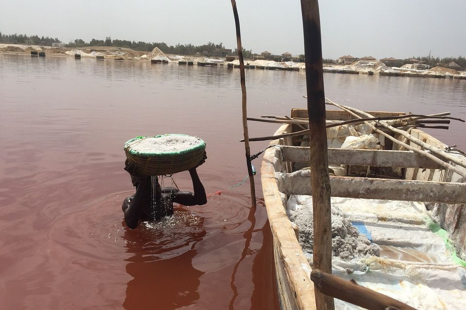 A person standing chest-deep in reddish water with a woven basket of white salt on the head, a wooden boat at the right and a line of salt heaps on the far shore