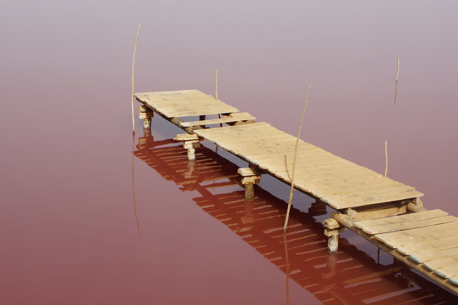 A rough wooden jetty on stilts running into still rose-red water, a low pale shore behind under a pale grey sky