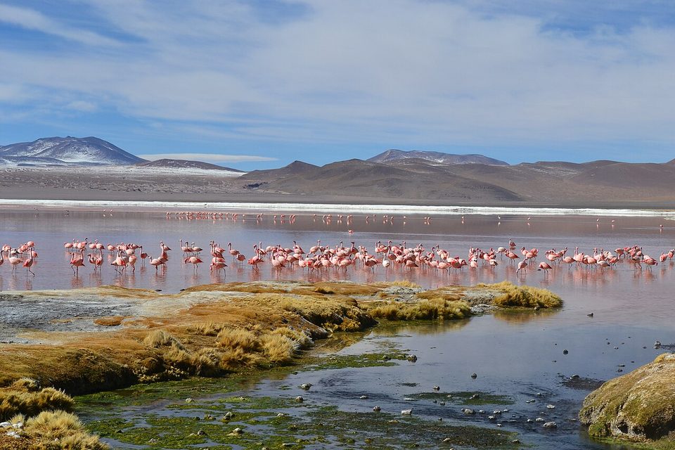A long flock of pink flamingos stands in reddish water beyond a mossy, grassy bank