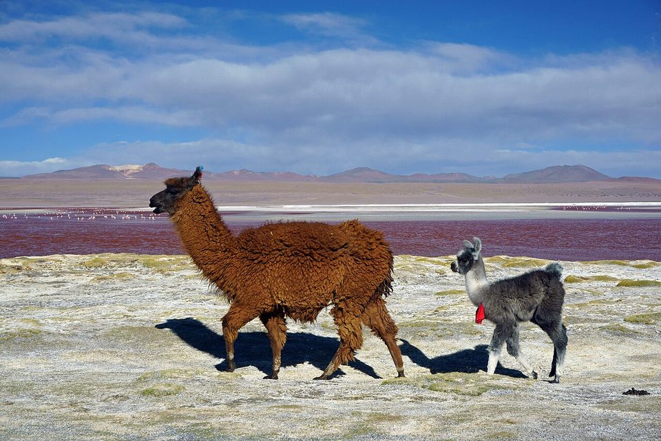 A shaggy brown llama and a grey young one walk across a white crust in front of deep-red water