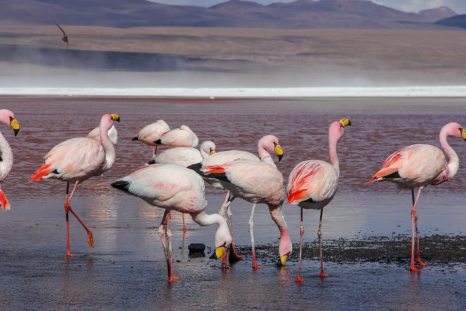 Pale pink flamingos with yellow bills tipped black wade and feed in shallow water