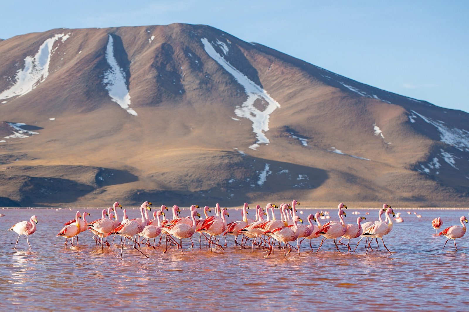A line of James's flamingos wades through rust-red water in low gold light below a snow-streaked brown volcano
