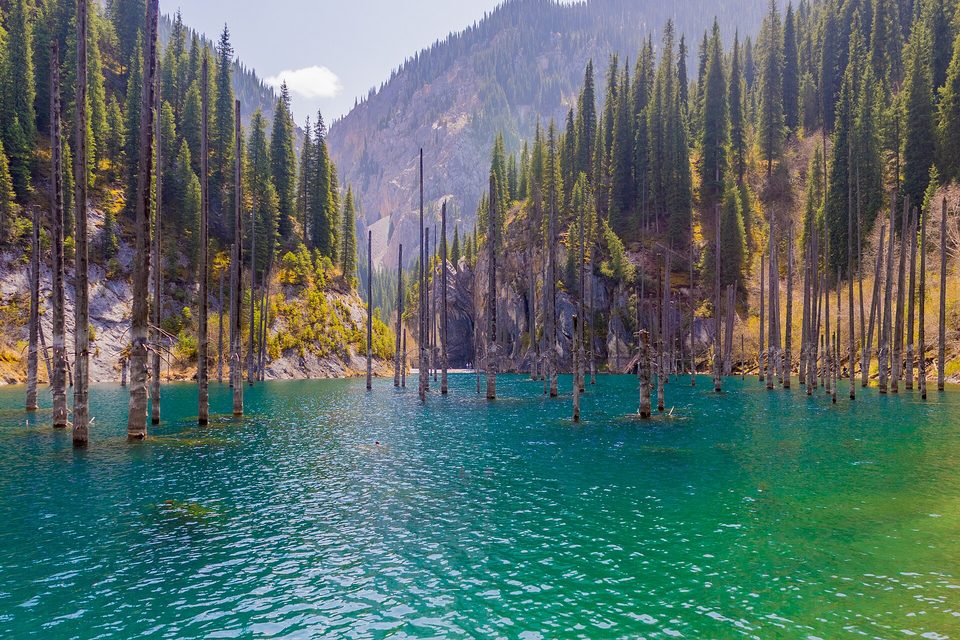 Turquoise water filling a narrow gorge, pale spruce trunks standing in it from bank to bank, spruce forest and rocky slopes on both sides and a hazy peak at the far end