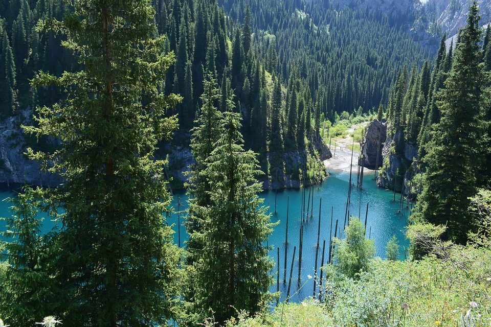 Looking down through green spruce branches to a blue-green lake in a forested gorge, bare trunks standing in the water and a pale gravel stream entering at the far end
